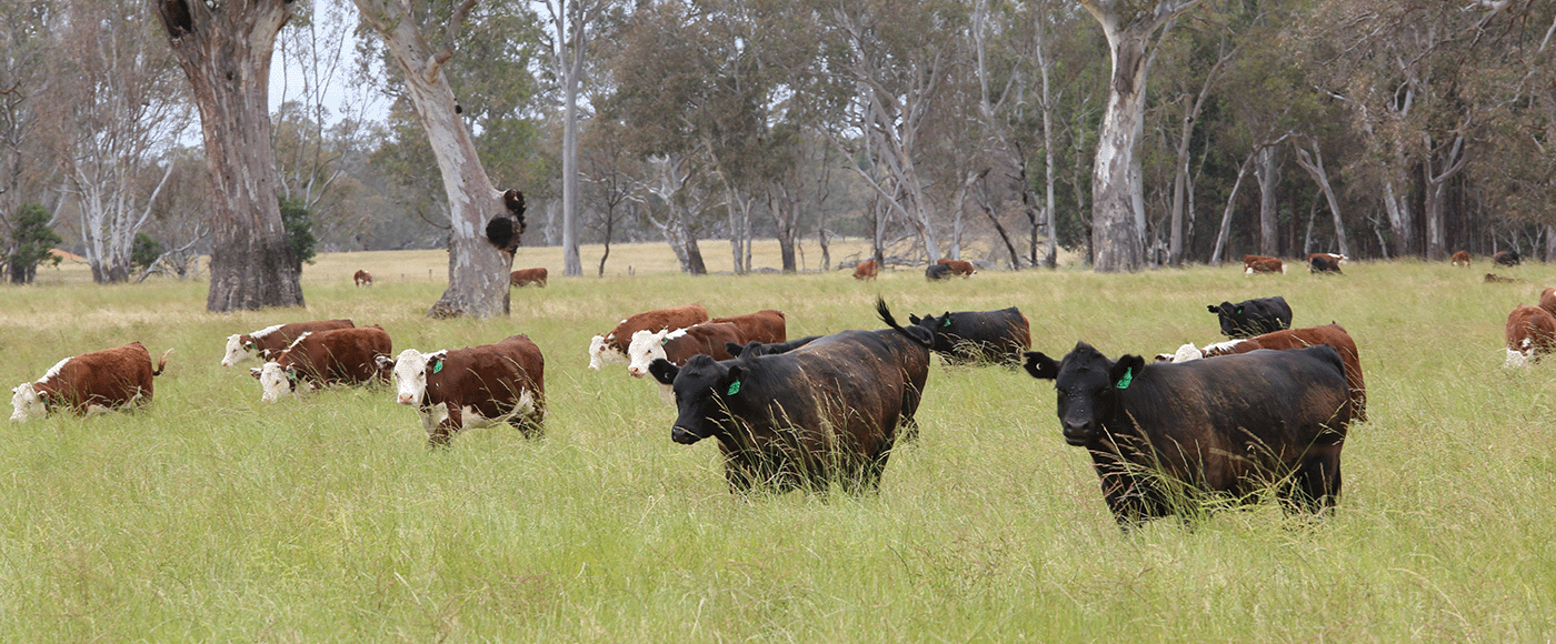 20250106-australia-beef-market-opportunity-1400x580.png